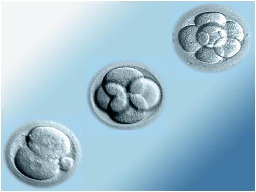  2, 4, 8 hücreli embriyolar