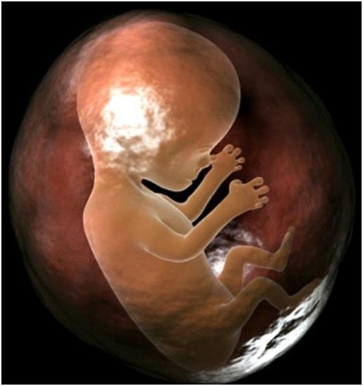  Embryo,- cenin