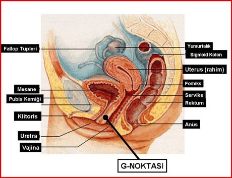  g noktası