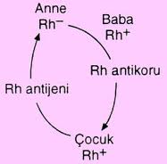  Kan uyuşmazlığı, RH, ABO