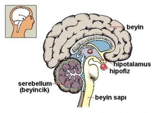  prolaktin hormonu