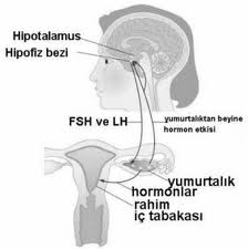  Süt Hormonu Fazlalığı (Hiperprolaktinemi)